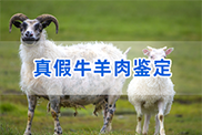 滨州羊类动物鉴定